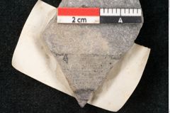 Foto (Detailansicht) von Caulinites otagoicus Ettingshausen (NHMW-GEO-2024-0188-10120b)